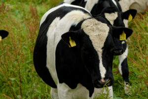 Vache de race Holstein, Ardfert, Co. Kerry, Irlande