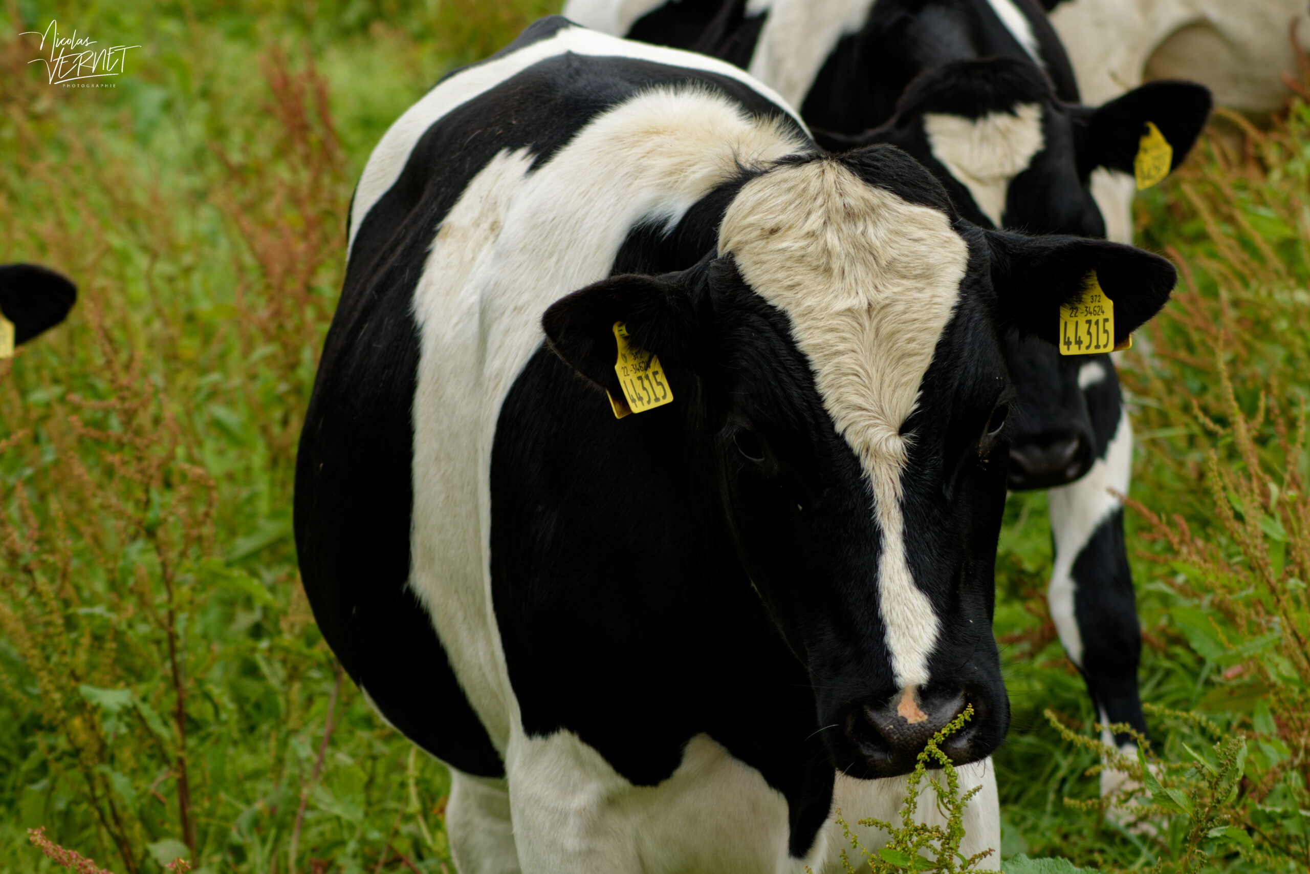 Vache de race Holstein, Ardfert, Co. Kerry, Irlande