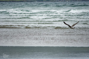 Goéland marin (Larus marinus) juvénile au dessus de la plage de Fermoyle, Co. Kerry, Irlande