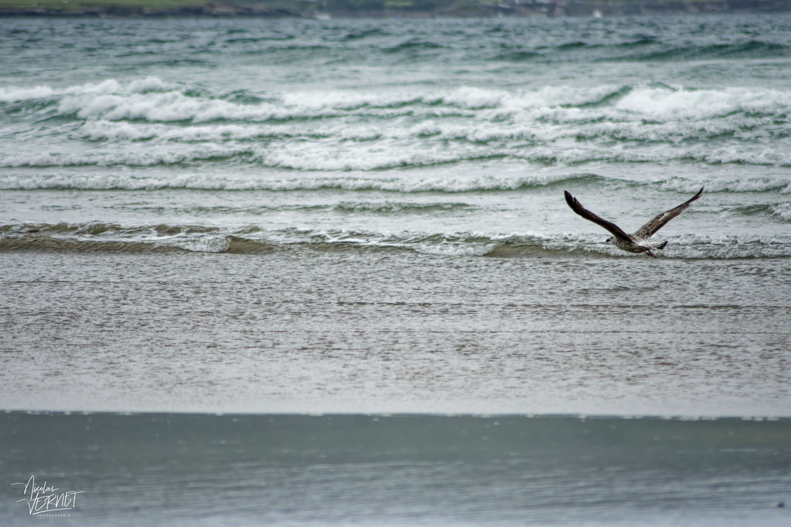 Goéland marin (Larus marinus) juvénile au dessus de la plage de Fermoyle, Co. Kerry, Irlande