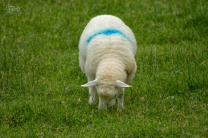 Agneau Texel anglais, Kilcummin, Co. Kerry, Irlande