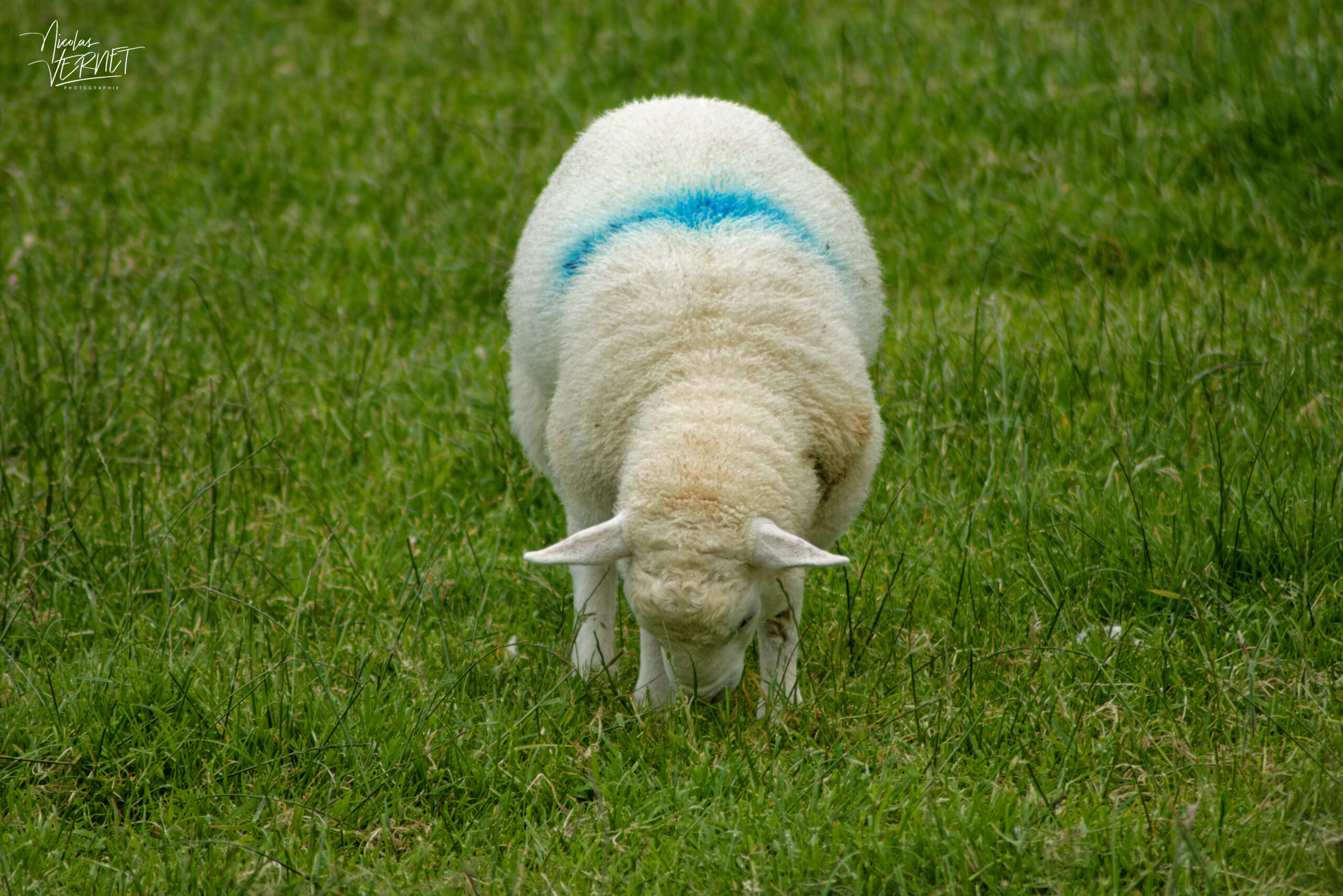 Agneau Texel anglais, Kilcummin, Co. Kerry, Irlande