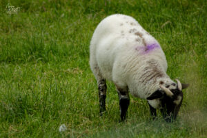 Brebis Scottish Blackface, Kilcummin, Co. Kerry, Irlande