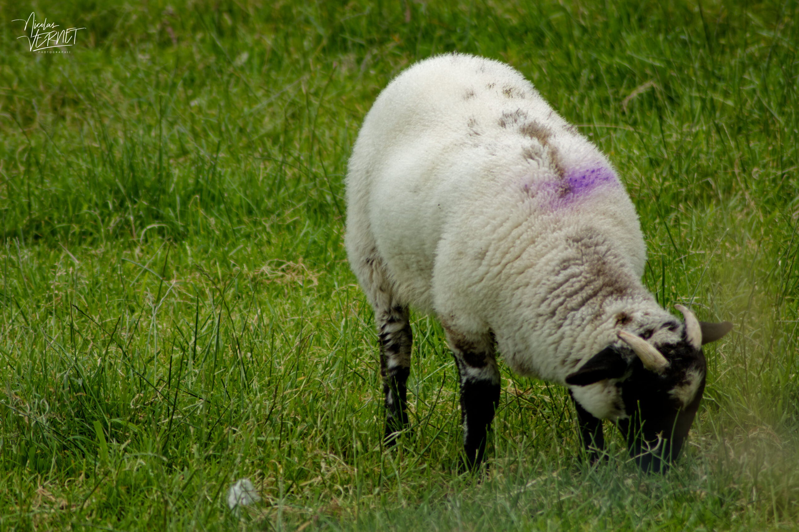 Brebis Scottish Blackface, Kilcummin, Co. Kerry, Irlande