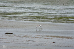 Mouettes rieuses (Chroicocephalus ridibundus) juvénile et adulte au dessus de l'estran, Fermoyle, Co. Kerry, Irlande