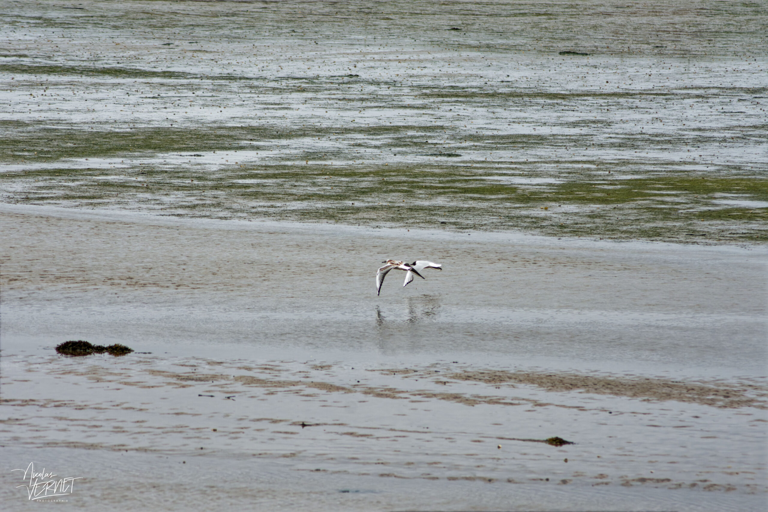 Mouettes rieuses (Chroicocephalus ridibundus) juvénile et adulte au dessus de l'estran, Fermoyle, Co. Kerry, Irlande