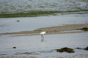 Aigrette garzette (Egretta garzetta) sur l'estran, Fermoyle, Co. Kerry, Irlande