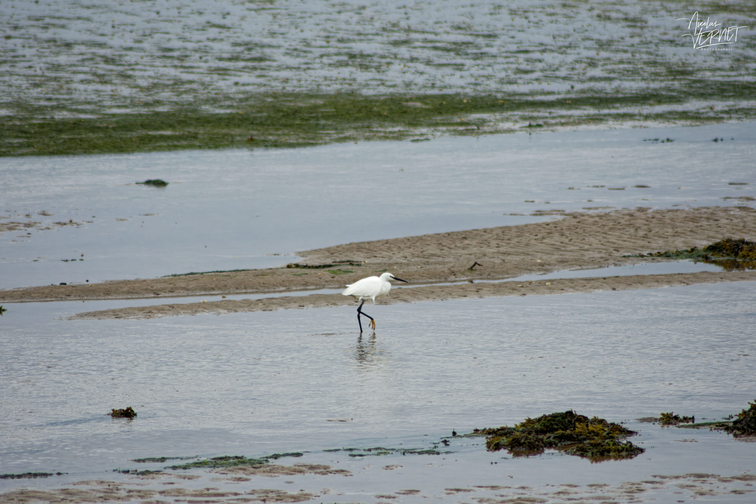 Aigrette garzette (Egretta garzetta) sur l'estran, Fermoyle, Co. Kerry, Irlande