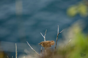Troglodyte mignon (Troglodytes troglodytes), Brandon Point, Murirrigane, Co. Kerry, Irlande