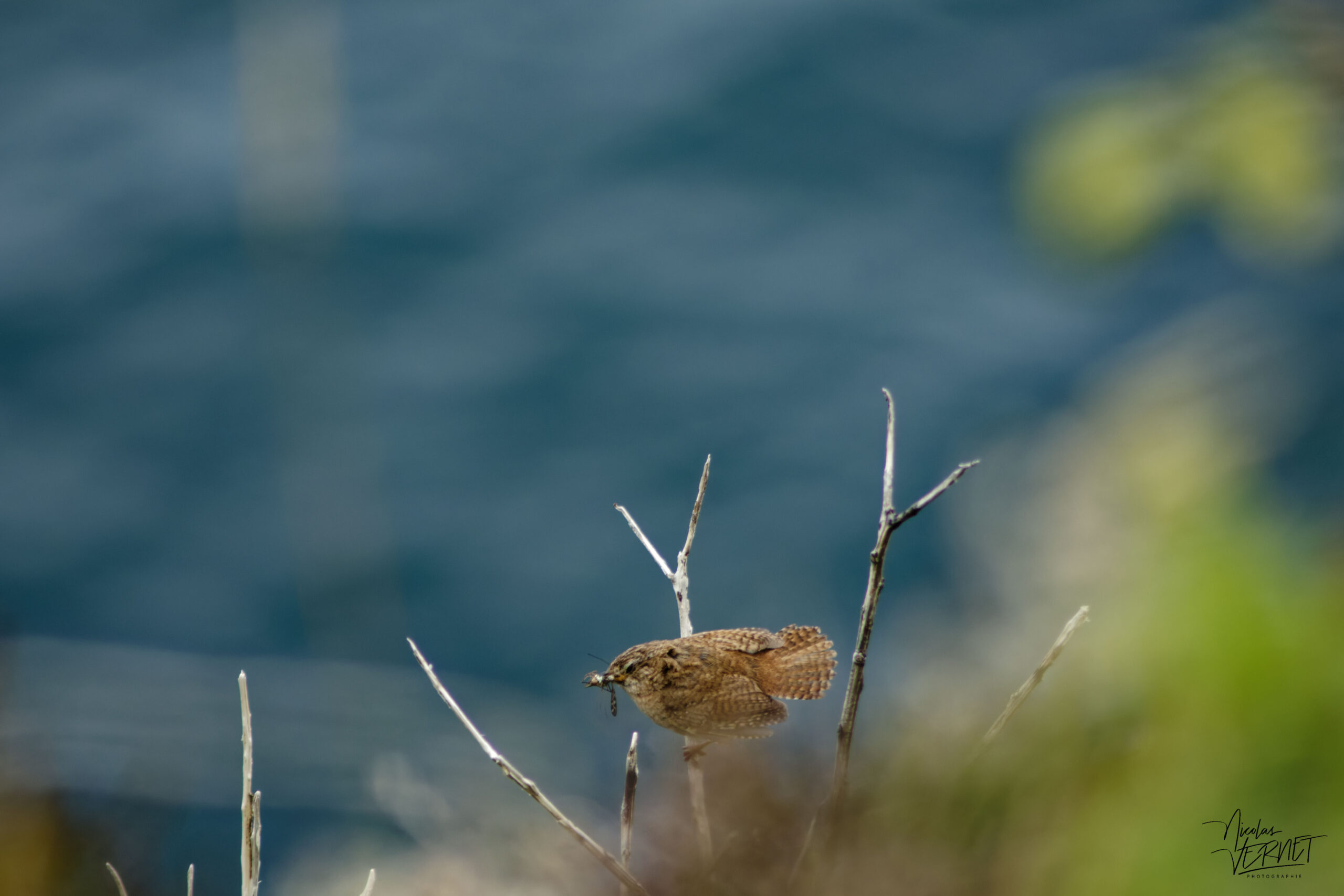 Troglodyte mignon (Troglodytes troglodytes), Brandon Point, Murirrigane, Co. Kerry, Irlande