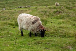 Brebis Scottish Blackface, Murirrigane, Co. Kerry, Irlande