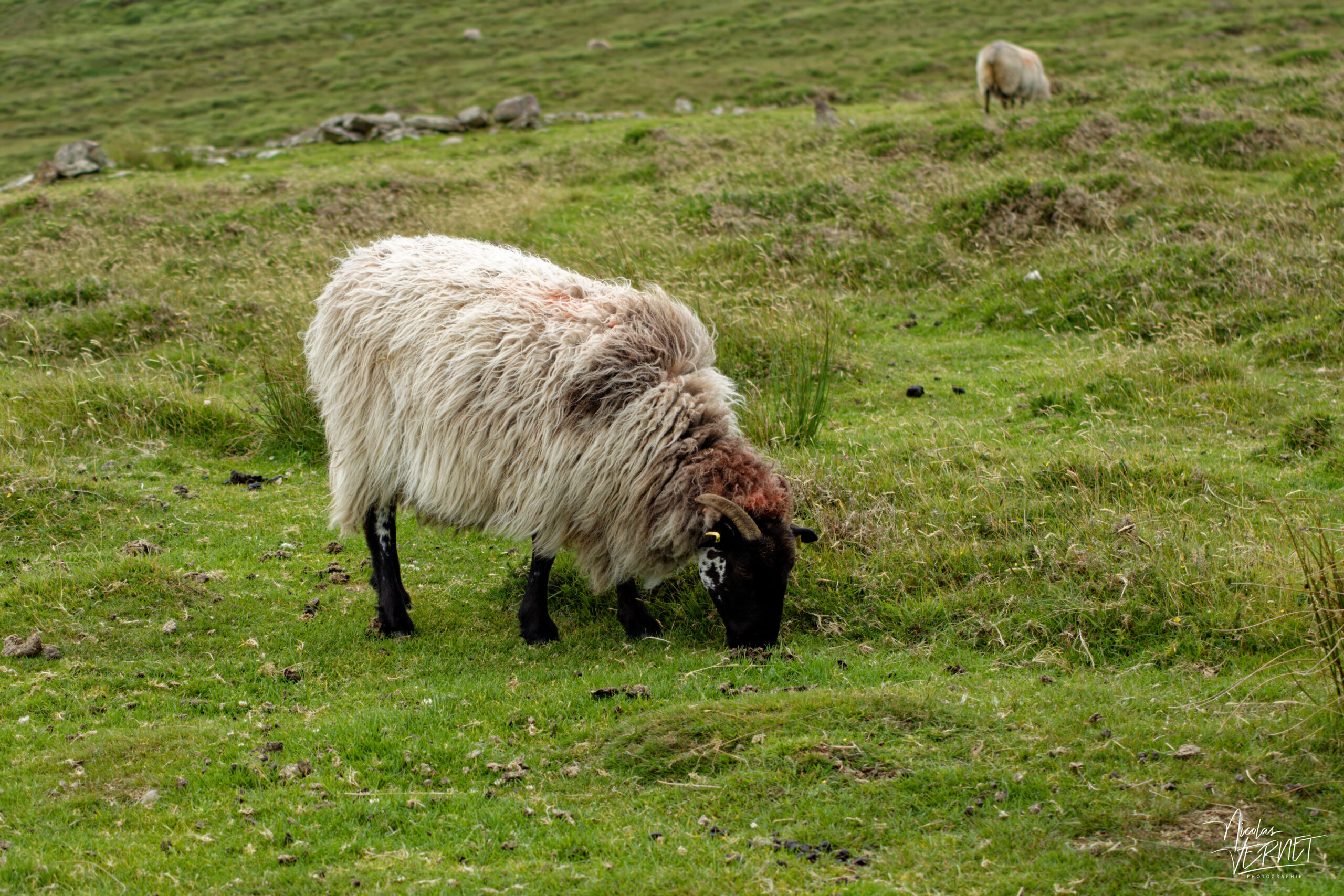 Brebis Scottish Blackface, Murirrigane, Co. Kerry, Irlande