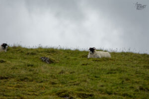Brebis Scottish Blackface au col de Conor, Ballybowler, Co. Kerry, Irlande