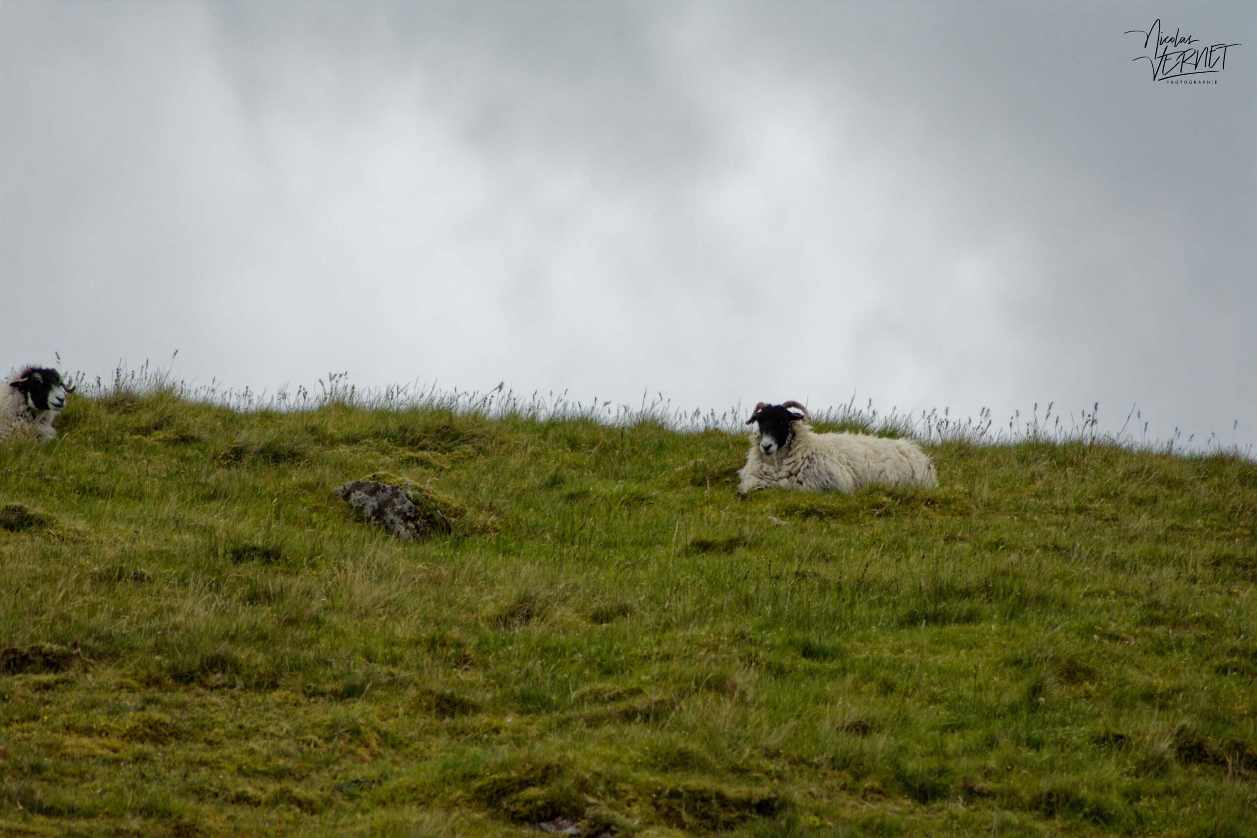 Brebis Scottish Blackface au col de Conor, Ballybowler, Co. Kerry, Irlande