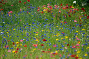 Tapis de fleurs sur les hauteurs de Dingle, Co. Kerry, Irlande