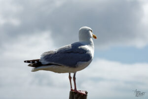 Goéland argenté (Larus argentatus) au point de vue "Slea Head", Glanfahan, Co. Kerry, Irlande