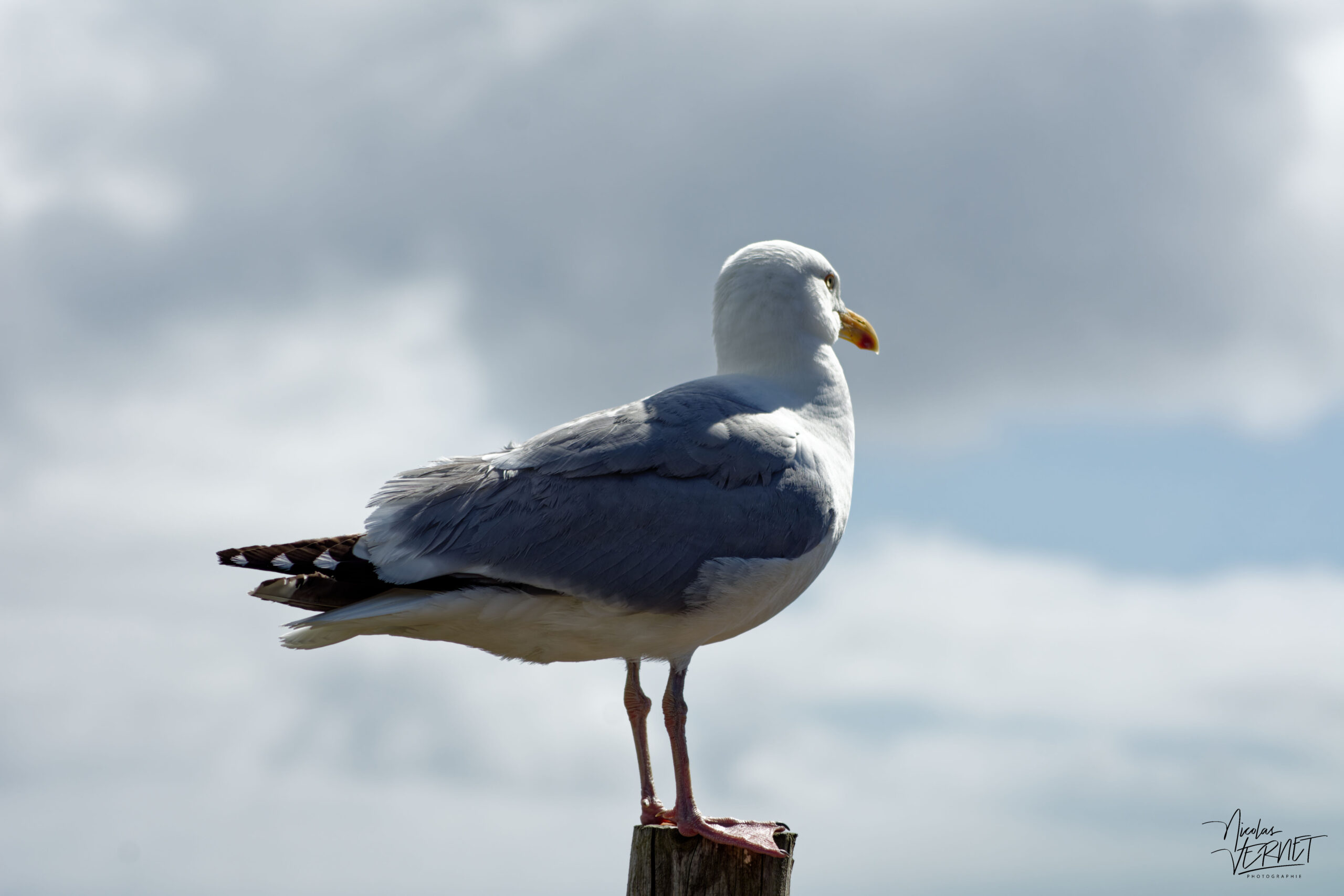 Goéland argenté (Larus argentatus) au point de vue "Slea Head", Glanfahan, Co. Kerry, Irlande