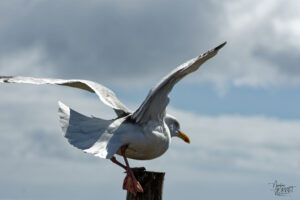 Goéland argenté (Larus argentatus) au point de vue "Slea Head", Glanfahan, Co. Kerry, Irlande