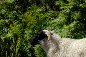 Brebis Scottish Blackface, Glanfahan, Co. Kerry, Irlande