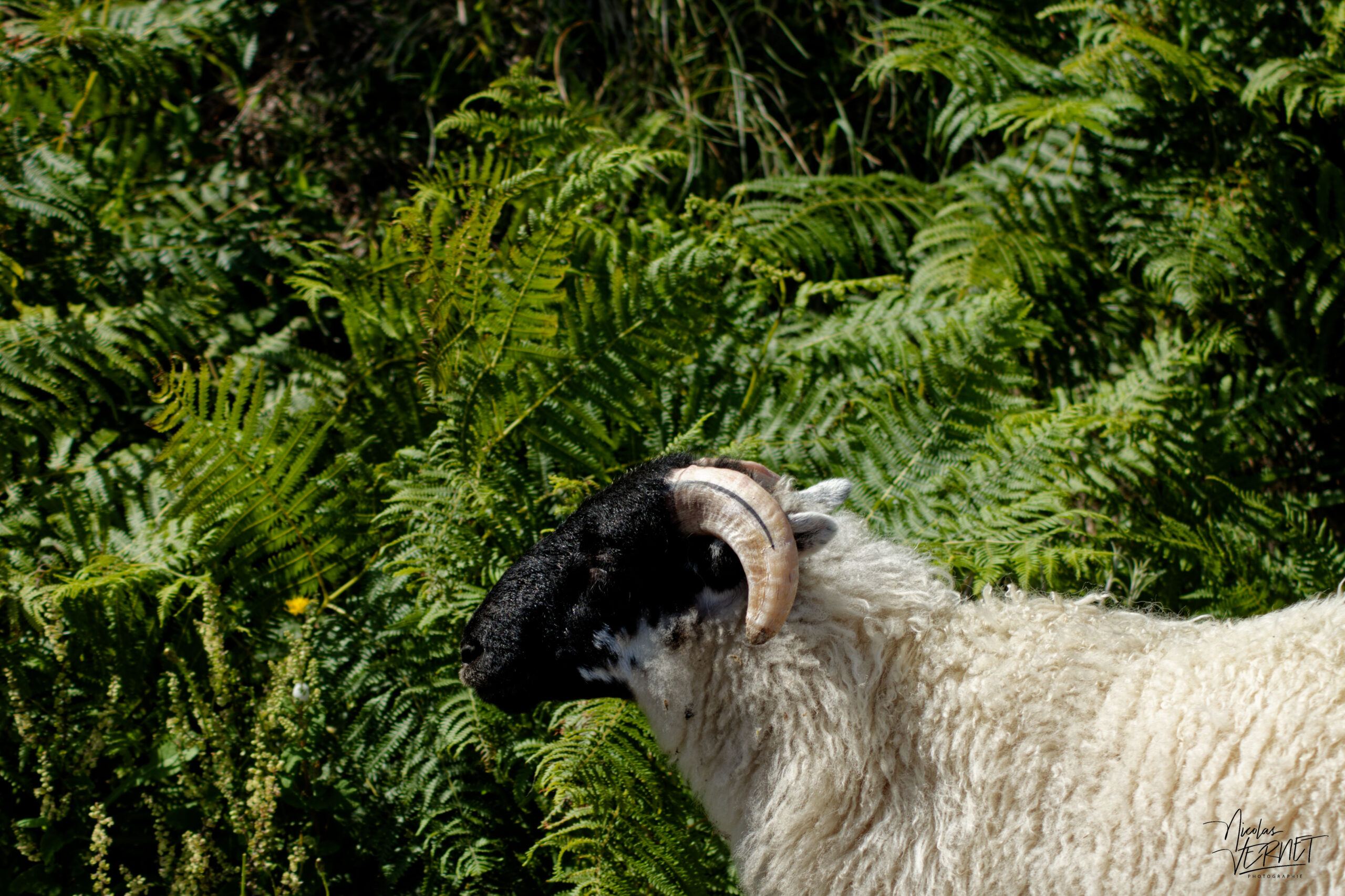 Brebis Scottish Blackface, Glanfahan, Co. Kerry, Irlande