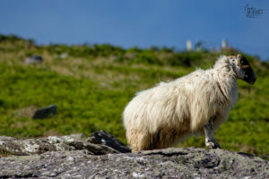 Brebis Scottish Blackface, Glanfahan, Co. Kerry, Irlande