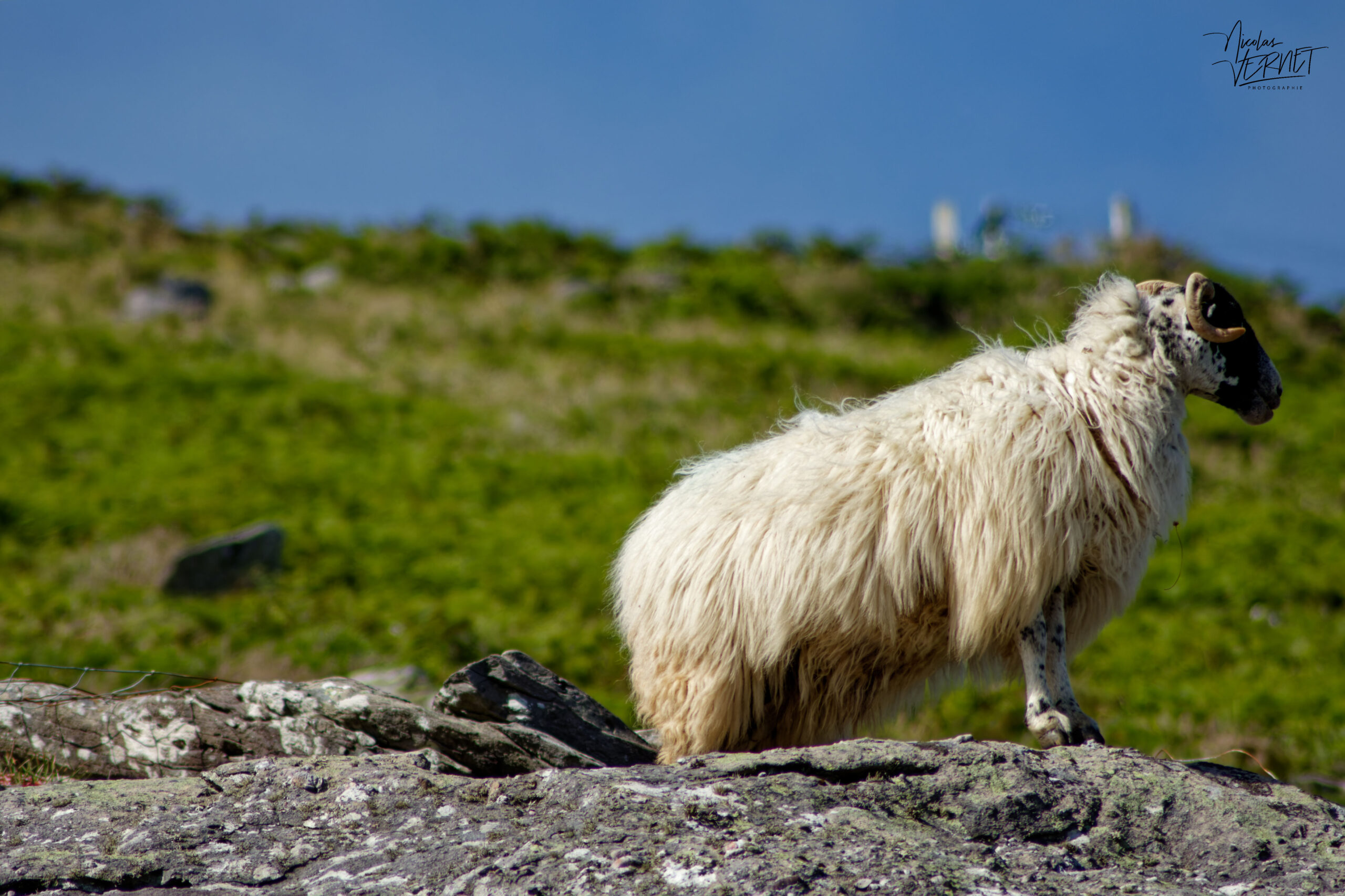Brebis Scottish Blackface, Glanfahan, Co. Kerry, Irlande