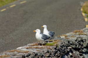 Goélands argentés (Larus argentatus) au point de vue "Slea Head", Glanfahan, Co. Kerry, Irlande