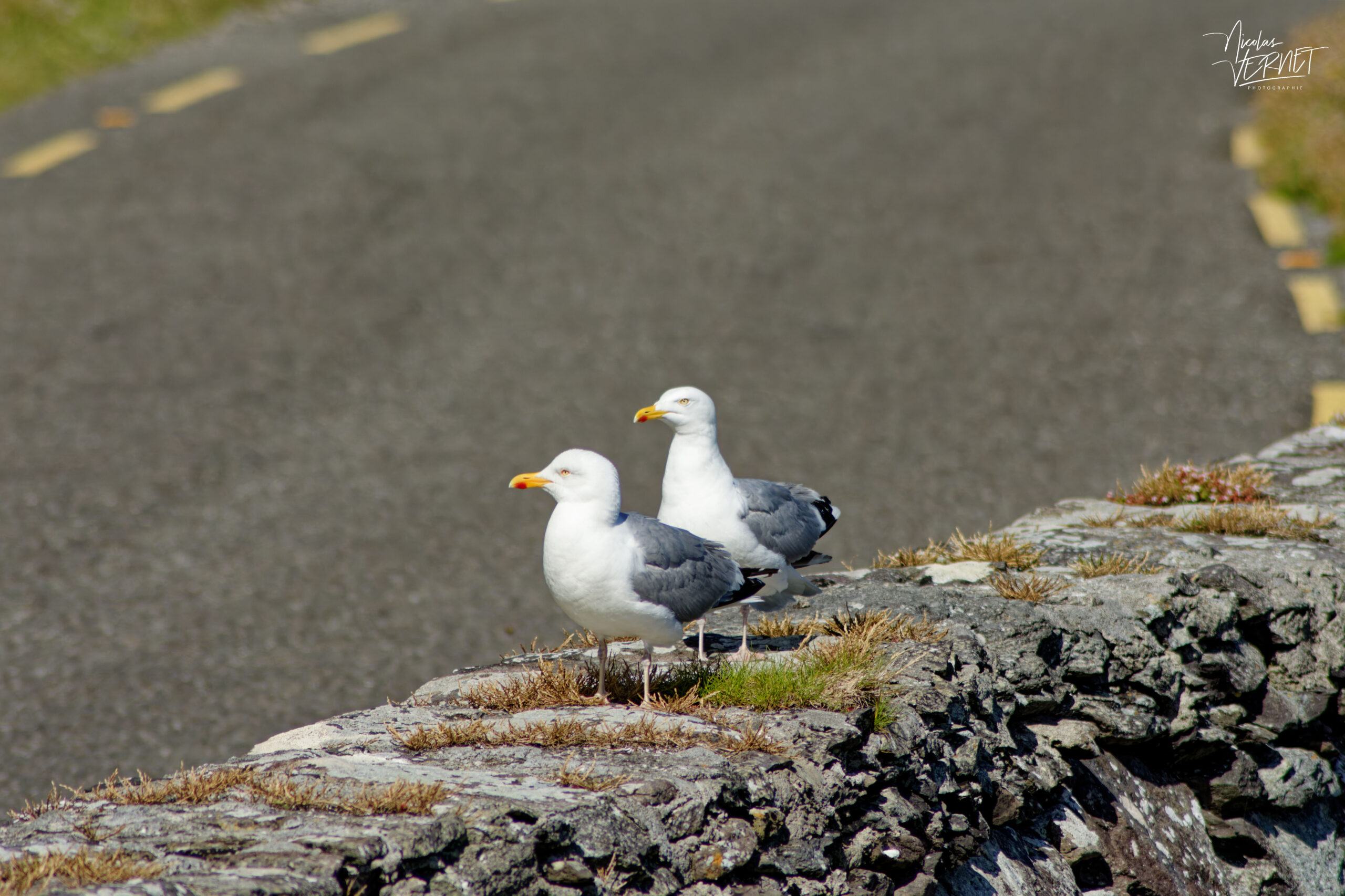 Goélands argentés (Larus argentatus) au point de vue "Slea Head", Glanfahan, Co. Kerry, Irlande