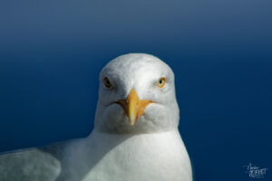 Goéland argenté (Larus argentatus) au point de vue "Slea Head", Glanfahan, Co. Kerry, Irlande