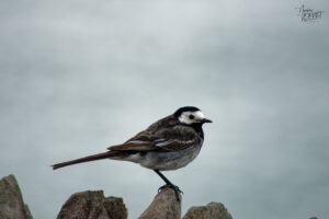 Bergeronnette de Yarrell (Motacilla alba yarrellii), Coumeenoole, Co. Kerry, Irlande