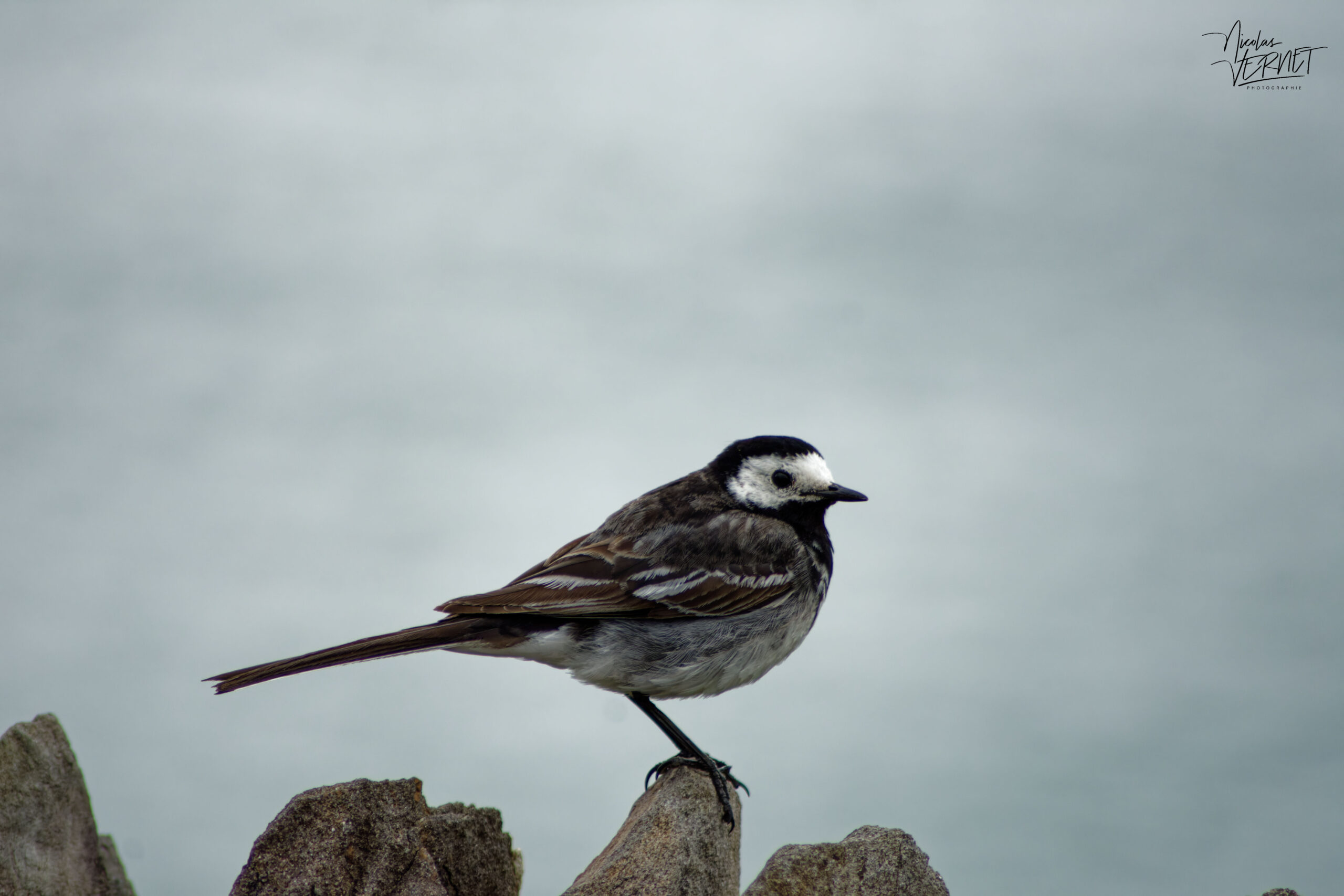 Bergeronnette de Yarrell (Motacilla alba yarrellii), Coumeenoole, Co. Kerry, Irlande