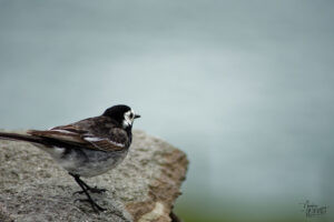 Bergeronnette de Yarrell (Motacilla alba yarrellii), Coumeenoole, Co. Kerry, Irlande