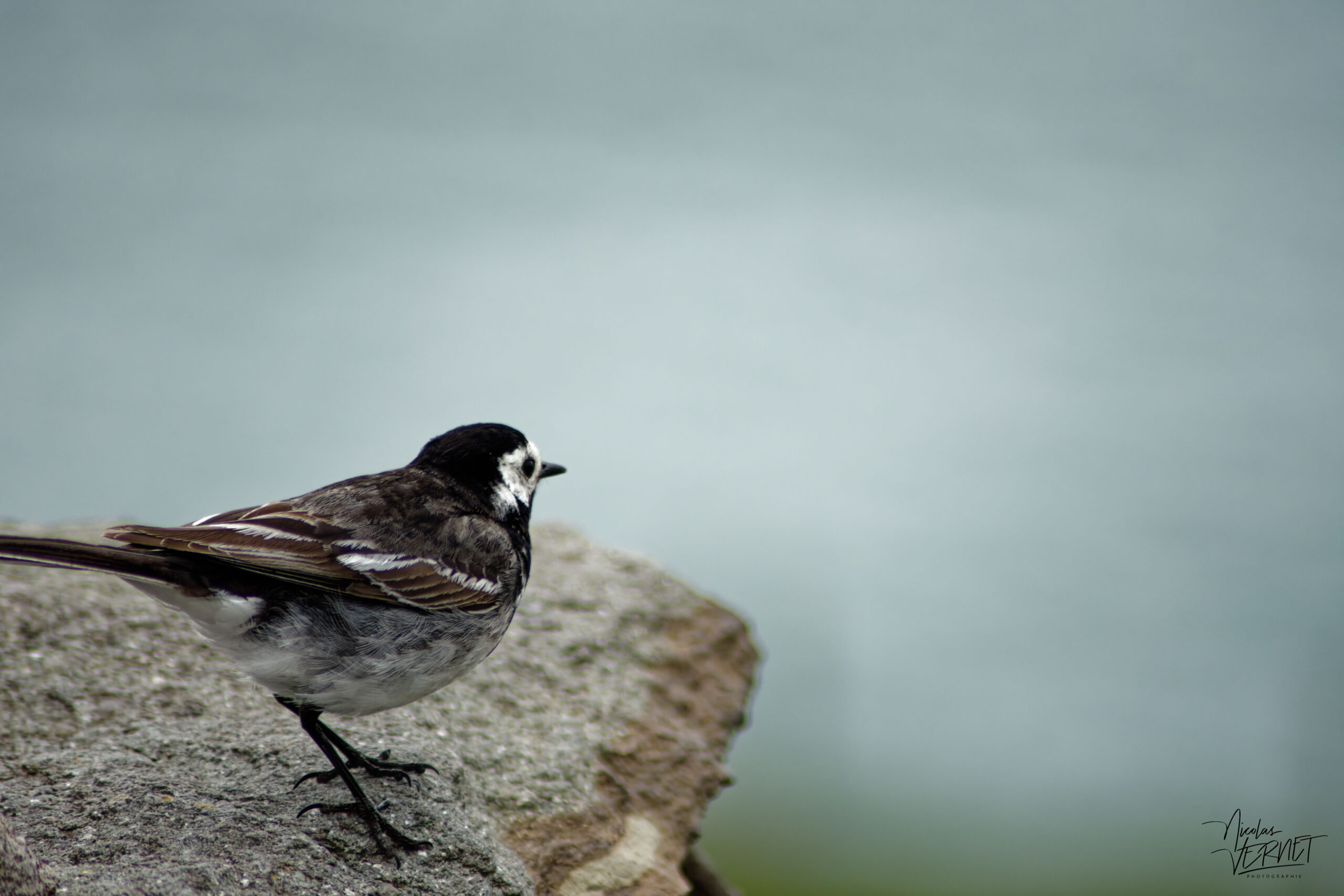 Bergeronnette de Yarrell (Motacilla alba yarrellii), Coumeenoole, Co. Kerry, Irlande