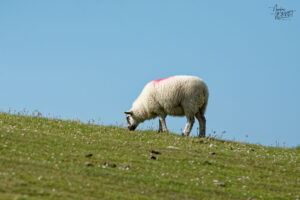 Brebis Beulah Speckled Face, Dunmore Head, Coumeenoole, Co. Kerry, Irlande