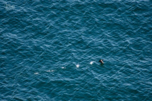 Grand Cormoran (Phalacrocorax carbo) dans sa course d'envol, Dunmore Head, Coumeenoole, Co. Kerry, Irlande