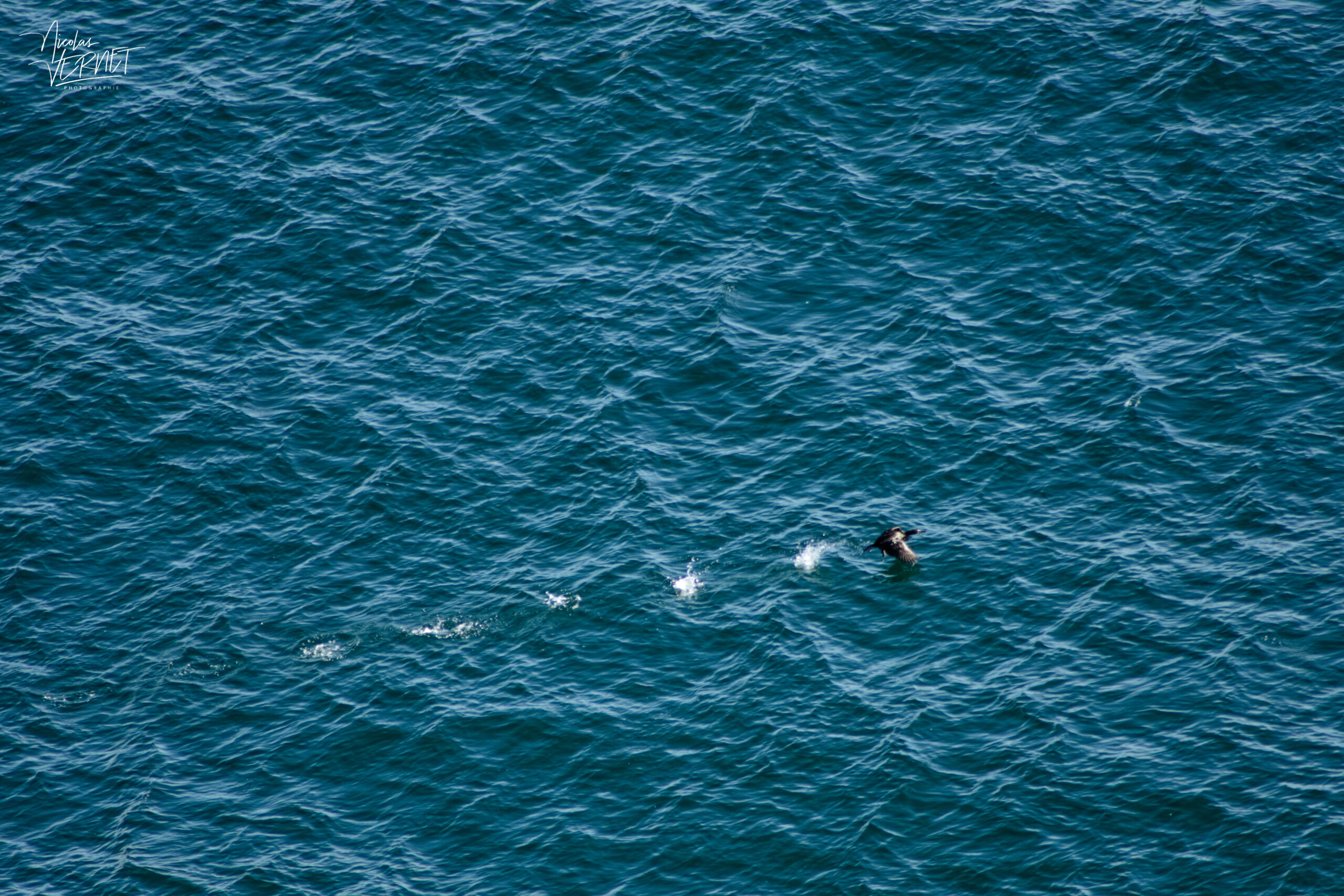 Grand Cormoran (Phalacrocorax carbo) dans sa course d'envol, Dunmore Head, Coumeenoole, Co. Kerry, Irlande