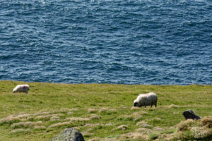 Brebis Scottish Blackface à Dunmore Head, Coumeenoole, Co. Kerry, Irlande