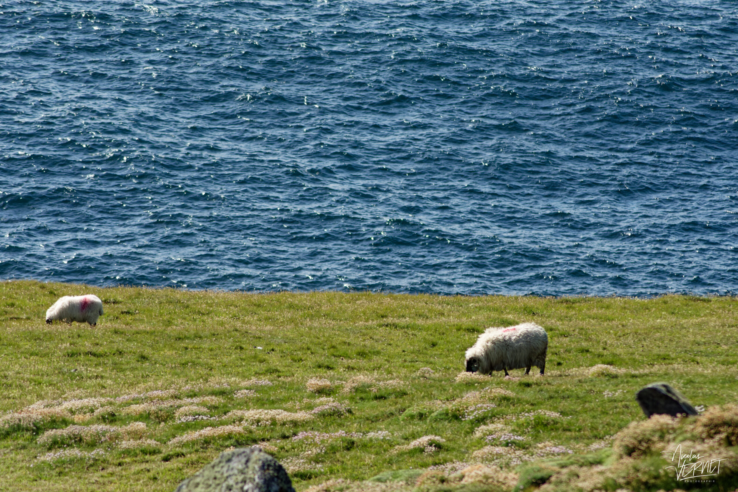 Brebis Scottish Blackface à Dunmore Head, Coumeenoole, Co. Kerry, Irlande