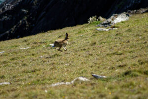 Lièvre irlandais (Lepus timidus hibernicus) à Dunmore Head, Coumeenoole, Co. Kerry, Irlande