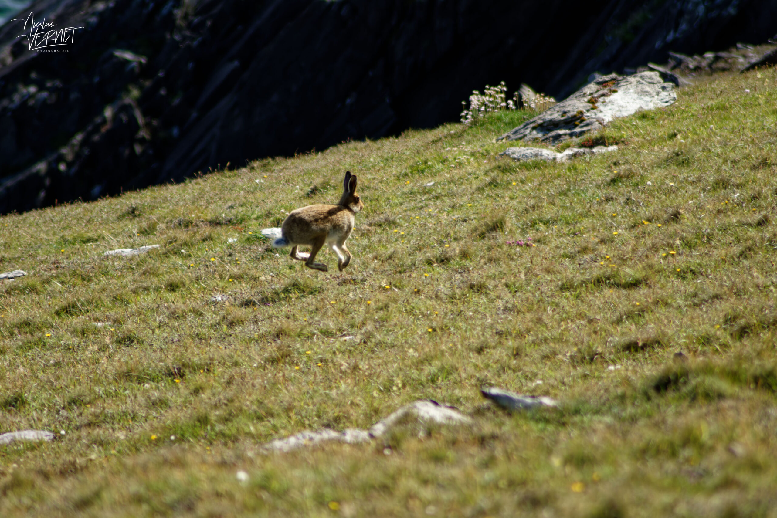 Lièvre irlandais (Lepus timidus hibernicus) à Dunmore Head, Coumeenoole, Co. Kerry, Irlande