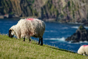Brebis Scottish Blackface à Dunmore Head, Coumeenoole, Co. Kerry, Irlande