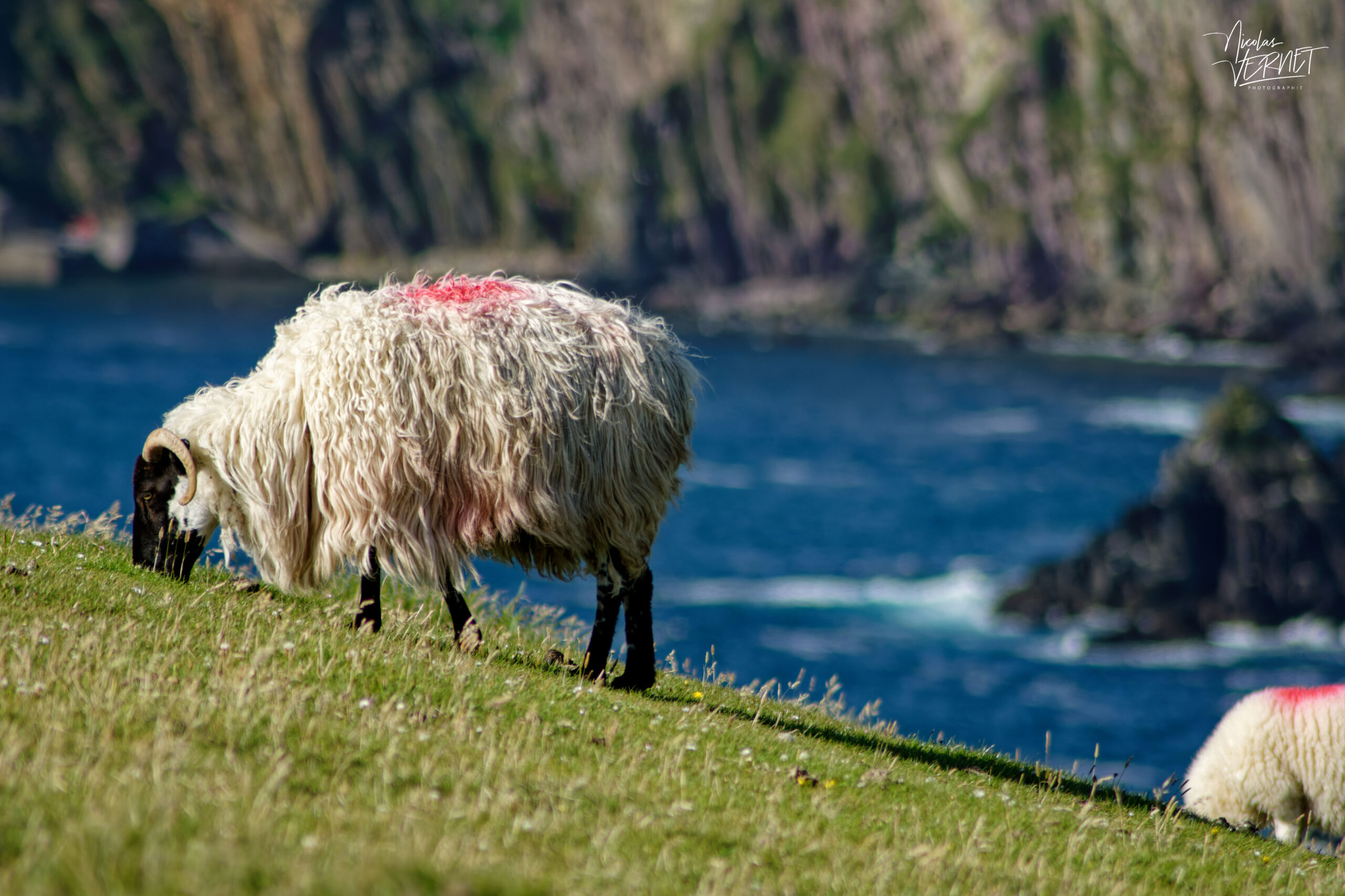 Brebis Scottish Blackface à Dunmore Head, Coumeenoole, Co. Kerry, Irlande