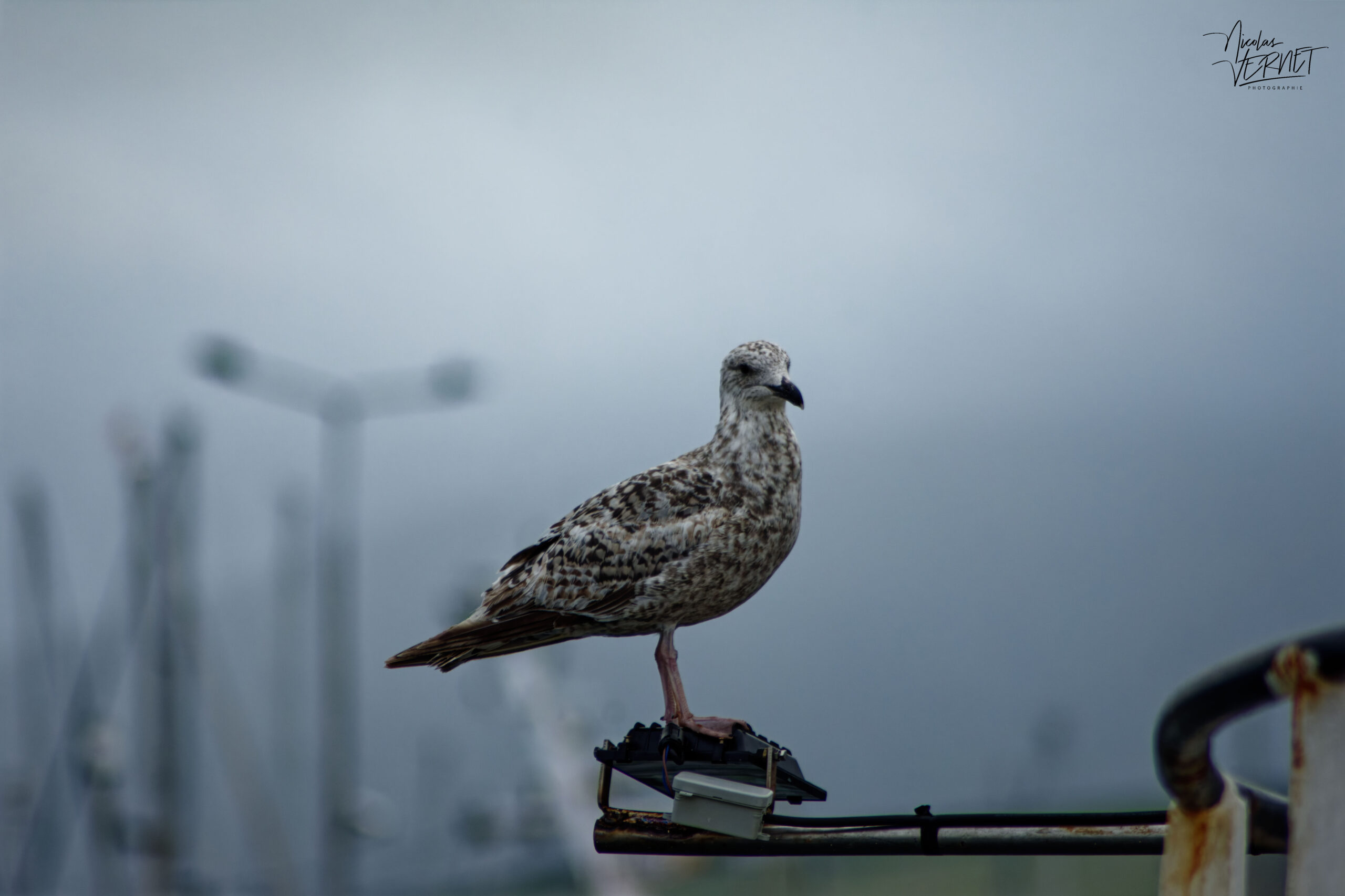 Jeune goéland argenté (Larus argentatus) dans le port de Dingle, Co. Kerry, Irlande