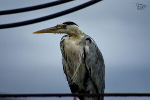 Héron cendré (Ardea cinerea) dans le port de Dingle, Co. Kerry, Irlande