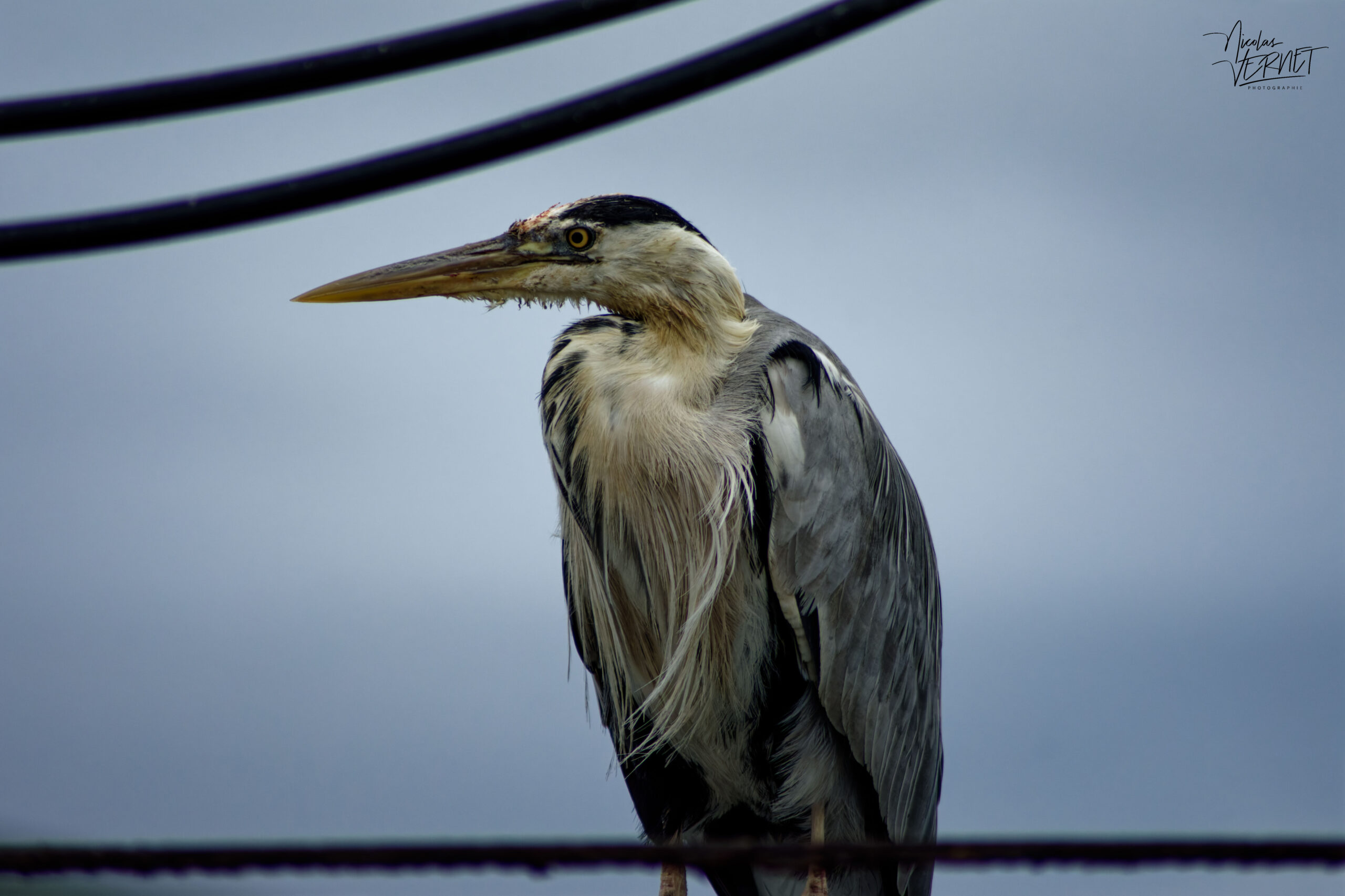Héron cendré (Ardea cinerea) dans le port de Dingle, Co. Kerry, Irlande