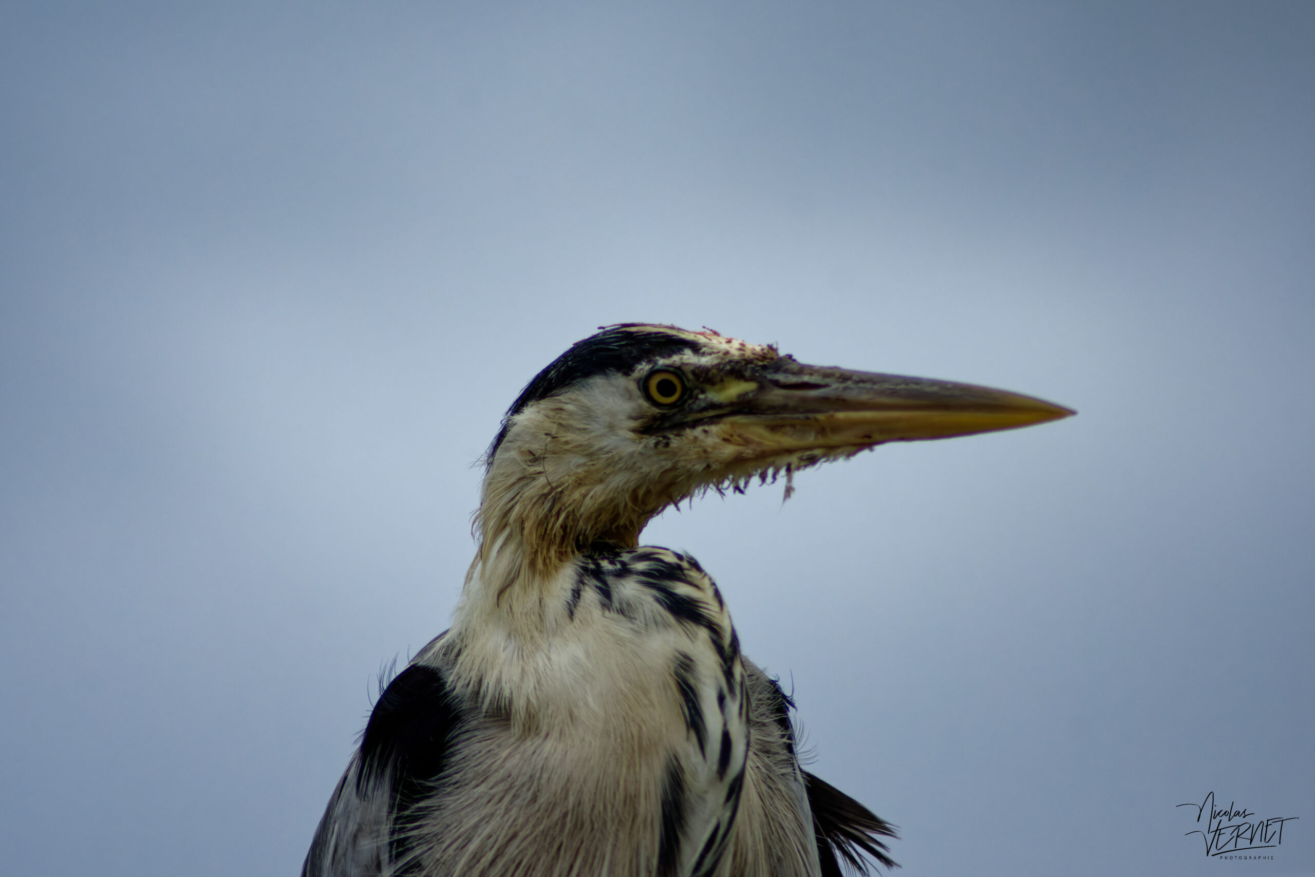 Héron cendré (Ardea cinerea) dans le port de Dingle, Co. Kerry, Irlande