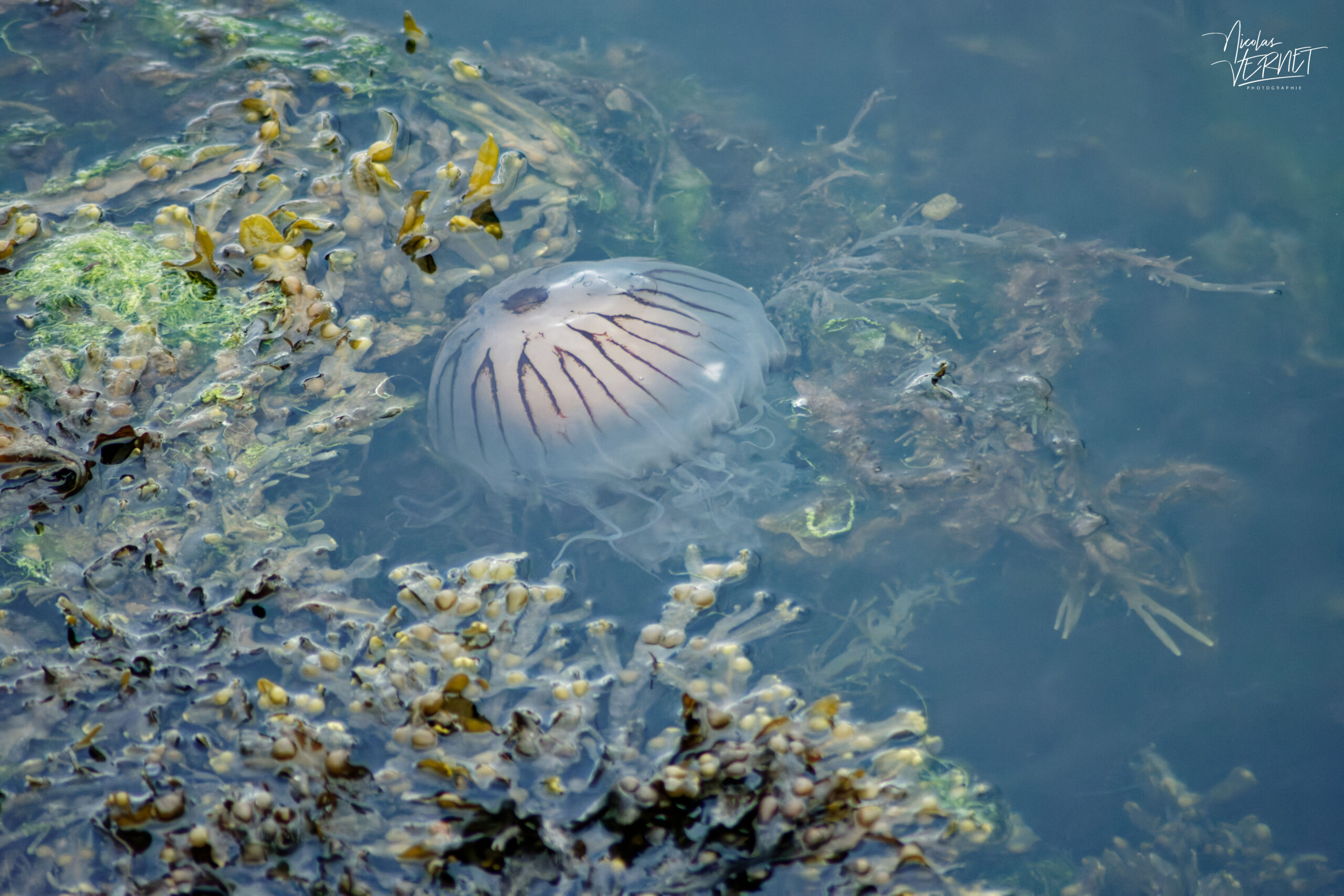 Méduse rayonnée (Chrysaora hysoscella) dans les algues du port de Dingle, Co. Kerry, Irlande