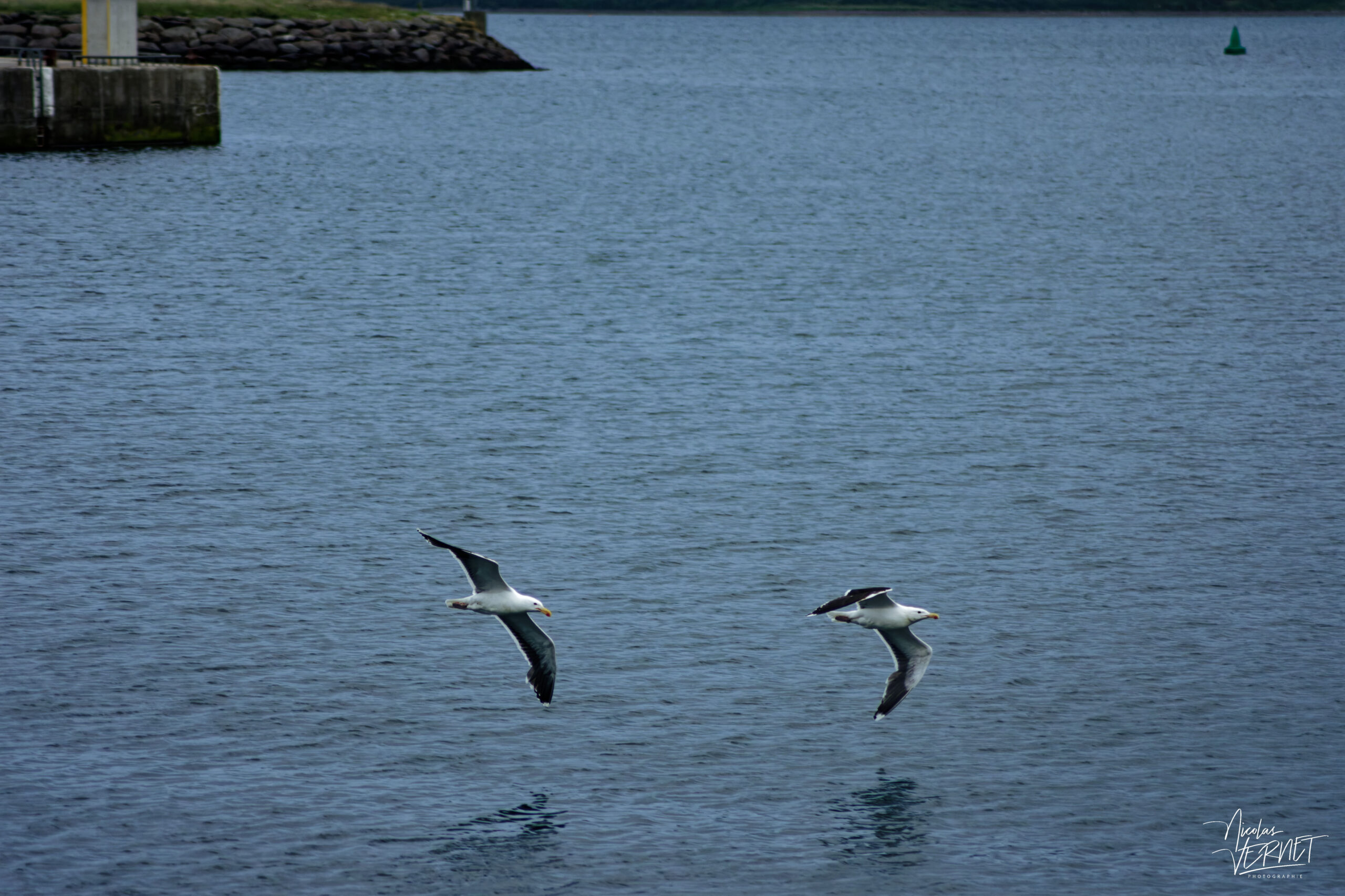 Goélands marins (Larus marinus) dans le port de Dingle, Co. Kerry, Irlande