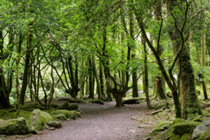 Troncs de hêtre moussus, forêt de Torc, Killarney, Co. Kerry, Irlande