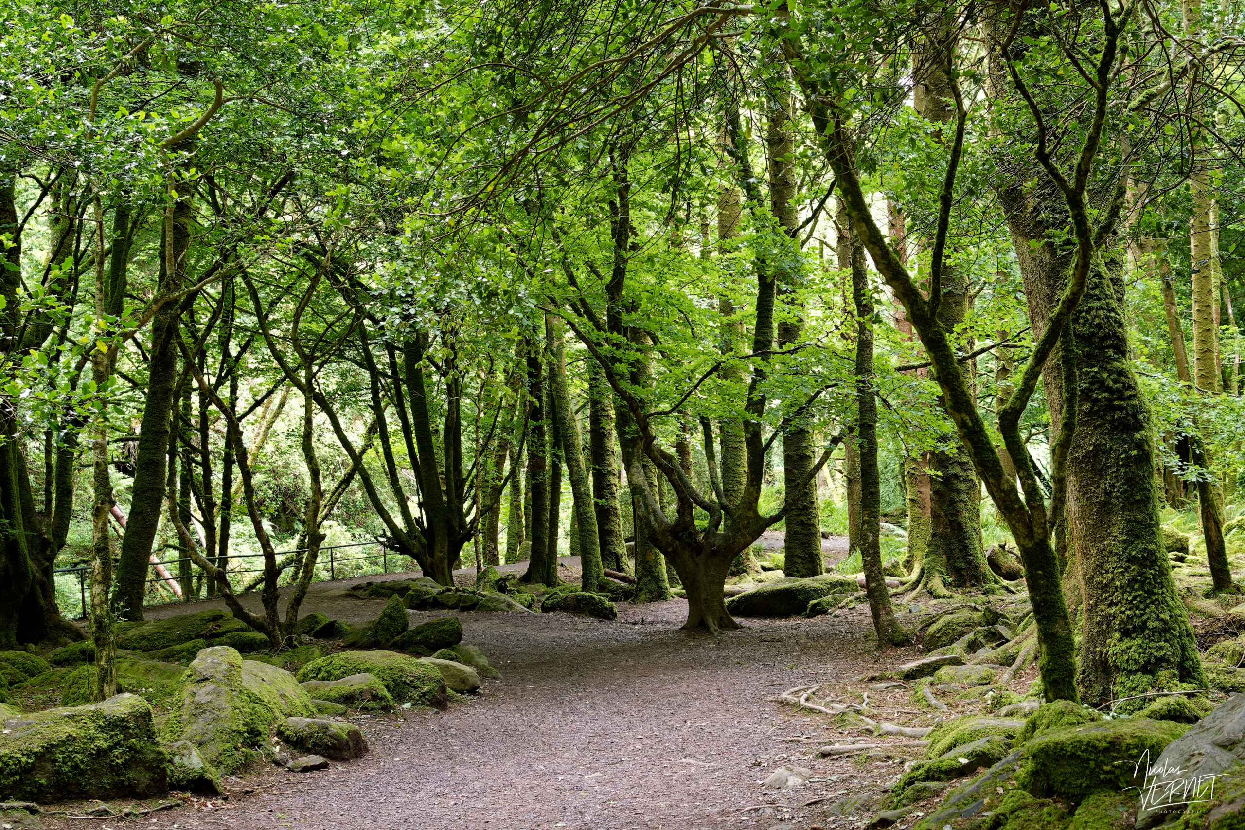 Troncs de hêtre moussus, forêt de Torc, Killarney, Co. Kerry, Irlande